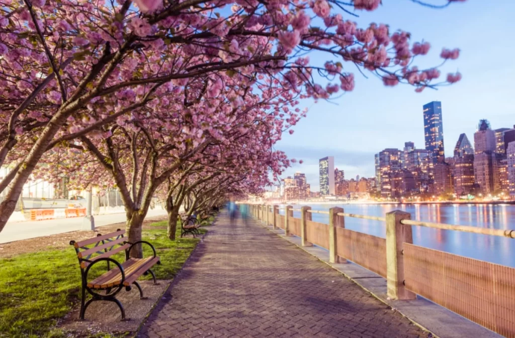 Cerejeiras floridas na primavera em Nova York com skyline ao fundo