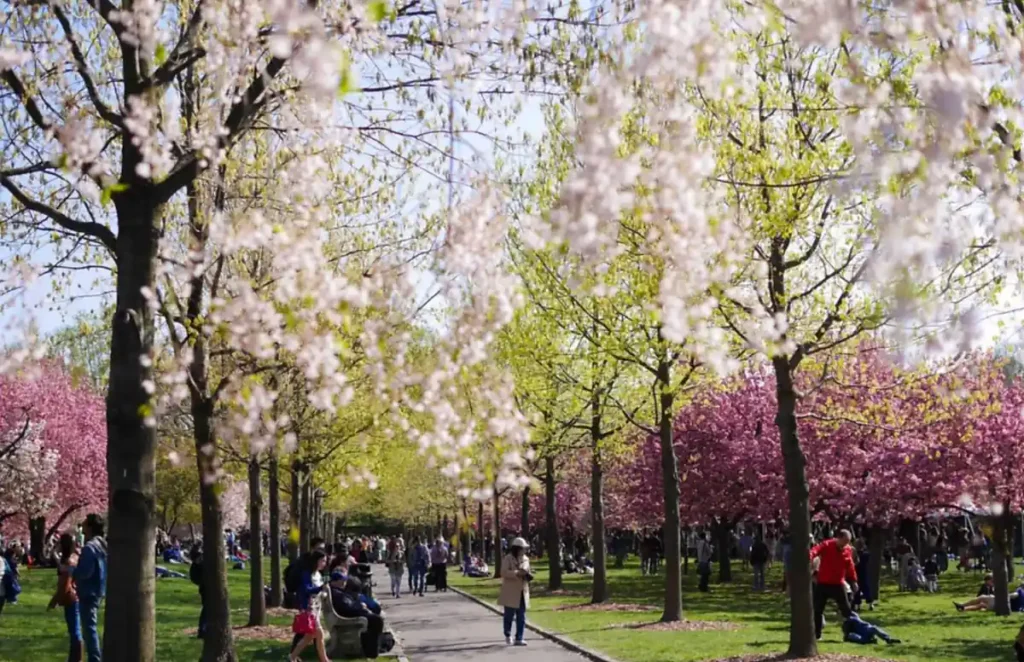 Cerejeiras em plena floração criam uma paisagem de primavera entre caminhos e áreas verdes no Brooklyn.