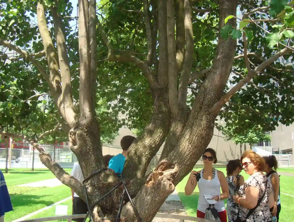 A Survivor Tree no Memorial. É possível observar diferenças entre o crescimento antigo e os galhos que surgiram após sua recuperação
